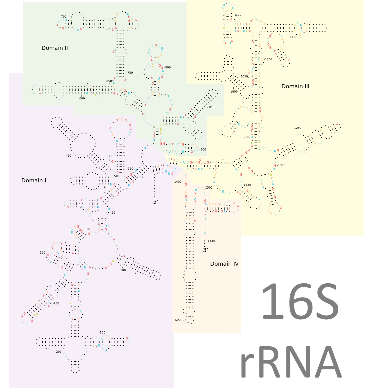 16S rRNA